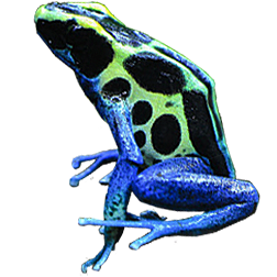 Surinam Cobalt Blue